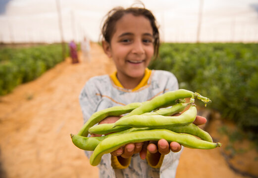 Joyful young Middle Eastern Arab girl child proudly holds armful of fresh green beans toward camera in bright sustainable farm greenhouse ideal for
