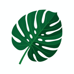 A single green monstera leaf isolated on a white background © biji