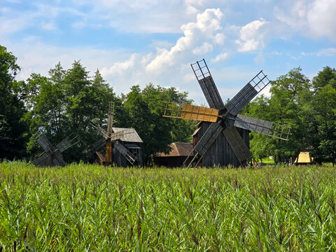 Traditional historic wooden windmills standing beyond tall green reed beds at the Astra Open Air Museum in Sibiu, Romania.