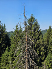 Standing dead coniferous snag surrounded by dense healthy evergreen pine and spruce trees in a mountain forest in Romania under a clear blue sky. © Dan