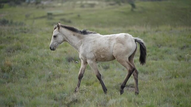 Profile view of a light dun foal with a dark mane and tail walking slowly left across mixed short and tall grass on open rolling grassland. Foreground