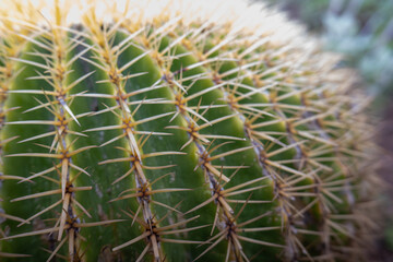 Fototapeta premium Visitors explore closeup details of golden barrel cactus during sunny daytime surrounded by other plants