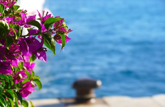 Bougainvillea bush in a Mediterranean city in a harbor with boats by the blue sea, summertime plant background 