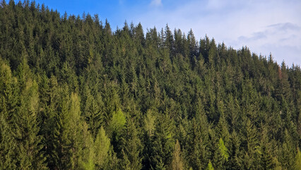 Dense evergreen pine forest covering a sloped mountain ridge under a clear sky in Romania. © Dan