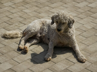White curly-coated dog resting outdoors while lying down on a paved stone surface under direct sunlight. © Dan
