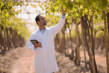 Fototapeta premium Professional Middle Eastern male viticulturist or winemaker in white lab coat using digital tablet while reaching up to inspect and examine grapevine