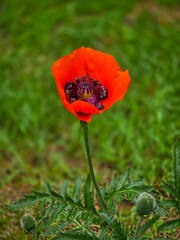 Obraz premium Vibrant red oriental poppy (Papaver orientale) flower blooming on a slender, hairy stem surrounded by green leaves and closed buds.