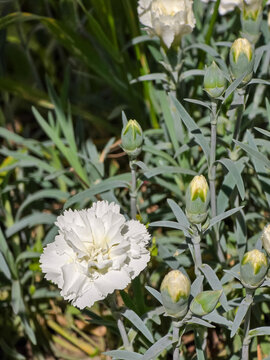 Close-up of a fully bloomed white carnation flower, Dianthus caryophyllus, alongside several unopened green flower buds on slender stems with narrow, glaucous blue-green leaves.