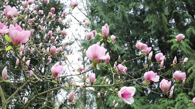 Blooming pink magnolia bush branches in spring low angle view. Nature awakening, blossoming season, spring is coming, April in Eastern Europe.