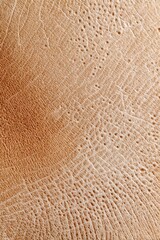 Obraz premium Warm tan organic porous surface macro texture for natural background and material design mockup and earthy product concept