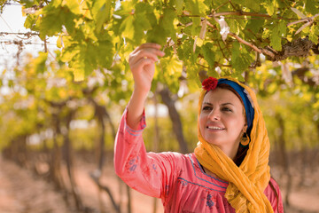 Fototapeta premium Authentic Middle Eastern woman agricultural worker in traditional embroidered pink dress and orange yellow headscarf hand inspecting fresh grape