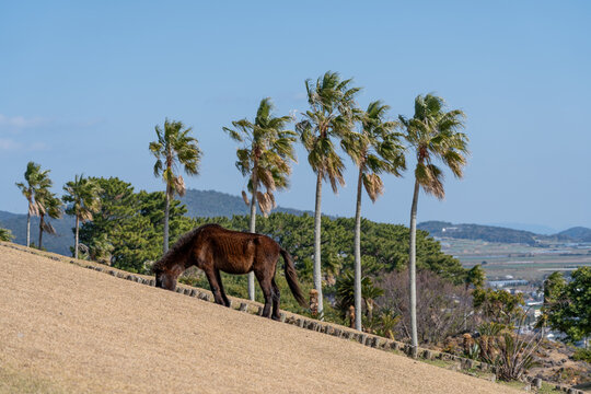 Tokara Horse Grazing near Palm Trees at Kaimon Sanroku Natural Park
