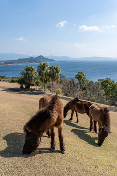 Group of Tokara Horses Grazing at Kaimon Sanroku Natural Park