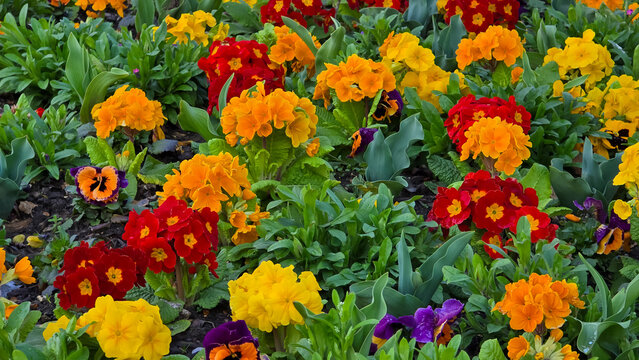 Horizontal close-up view of a vibrant flowerbed featuring dense clusters of blooming primroses (Primula vulgaris) in bright shades of red, orange, and yellow interspersed with green foliage.