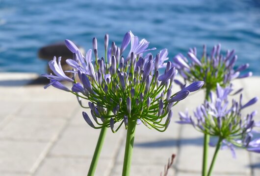 Purple wild flower bloom in Mediterranean city in harbor with boats by the blue sea summer plants background