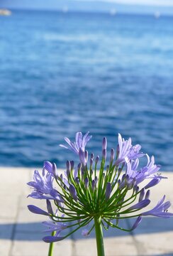 Purple wild flower bloom in Mediterranean city in harbor by the blue sea summer plants background