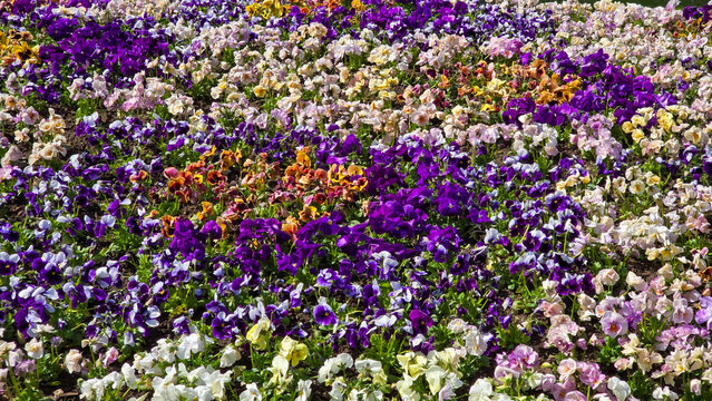 Horizontal view of a dense garden bed filled with a colorful carpet of blooming pansies (Viola x wittrockiana) in shades of purple, violet, lavender, orange, yellow, and white.