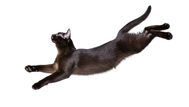 Dark brown cat leaping dynamically, isolated on transparent background