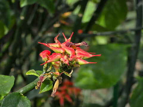 Close-up cluster of vibrant red and orange slipper-shaped Euphorbia tithymaloides cyathia blooming on a green stem against a soft, blurred foliage background.