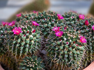 A close-up shot of a large, mounding cluster of Mammillaria cactus bodies in a terracotta pot, densely covered in green tubercles and white spines while showcasing multiple small, vibrant pink flowers © Dan