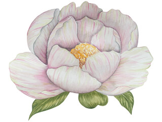 Obraz premium Watercolor set of vintage peonies and leaves. Botanical illustration. Perfect for greeting, invitation card, wedding stationary, birthday, cosmetics, package design, fashion and summer background