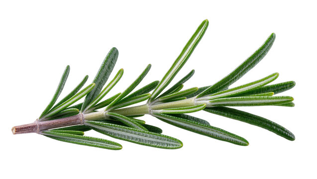 Fresh green rosemary sprig with needle-like leaves, isolated on transparent background