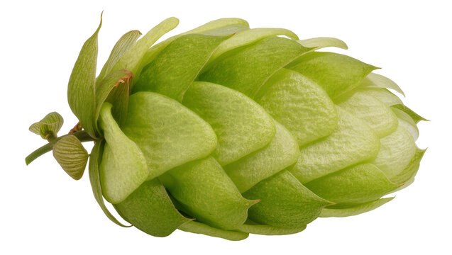 Green hop cone with delicate petals, isolated on transparent background