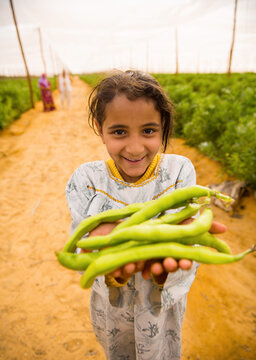 Happy young Middle Eastern Arab farm girl in traditional white patterned dress proudly holding armful of freshly harvested green beans in bright