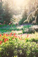 Flowers bloom beneath radiant sunlight © darkbird