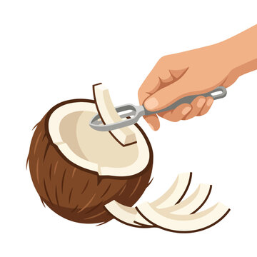 Opening a fresh coconut with a sturdy metal nutcracker tool
