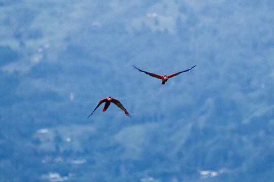 2 Famous free scarlet macaws flying in the sky at the end of the day in Medellin.
