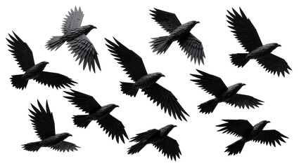 Obraz premium Flock of black birds in flight, isolated on transparent background