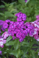 Fototapeta premium Purple phlox flowers blooming in garden during summer season 