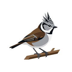 A crested tit bird sits on a branch in a flat vector style © Hana