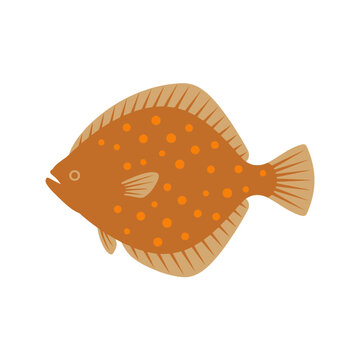 A flat brown flounder fish with orange spots on white