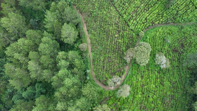 Aerial view of a lush green tea plantation with winding dirt paths cutting through rows of tea bushes and dense forest patches in Pangalengan, West Java, Indonesia.