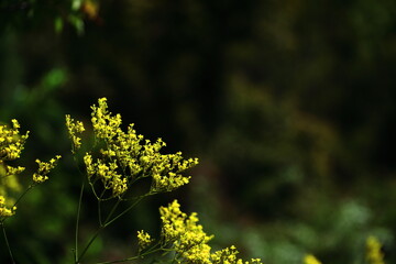 Obraz premium 繊細で儚げな花姿