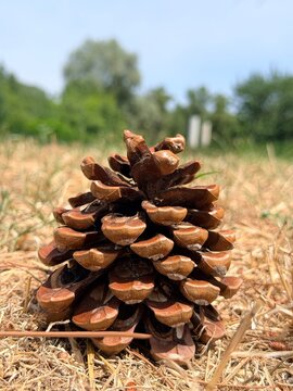 Close-Up of a Pine Cone on Dry Grass with Blurred Forest Background . High quality photo