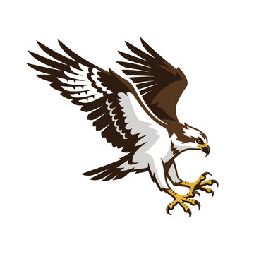 A majestic osprey hawk swoops down with sharp talons