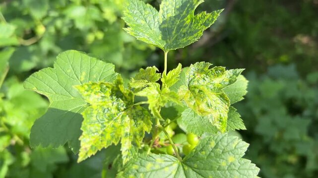 Currant leaves damaged by fungal diseases or insect pests. Deficiency or excess of elements and microelements of plant nutrition, disease.