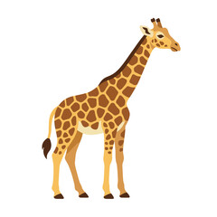 Fototapeta premium A Graceful Giraffe Stands Tall Against a Clean White Background