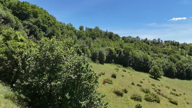 Montagna verde con arbusti sparsi e un fitto bosco sullo sfondo sotto un cielo limpido. Un paesaggio naturale tranquillo che unisce colori vividi, armonia e atmosfera 