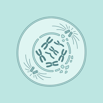A scientific illustration of a cell during prophase