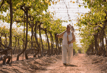 Obraz premium Middle Eastern woman farmer in beige traditional work clothing walks purposefully along central vineyard pathway between trellised grape vine rows