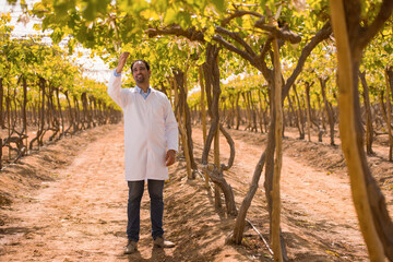 Fototapeta premium Confident Middle Eastern male viticulture specialist wearing white lab coat reaches up to examine grape vine leaves during fall harvest inspection in