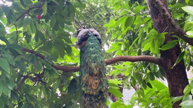 blue peacock jumping to higher places, indian peafowl on trees, back portrait of adult indian peafowl in nature