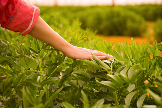 Close up of woman farmer hands gently touching and hand harvesting fresh organic leafy green vegetable crops in sunny outdoor agricultural field ideal