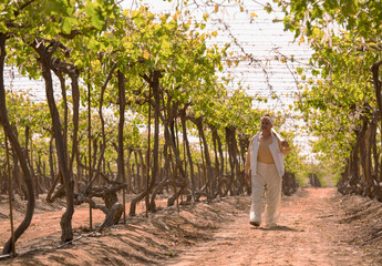 Obraz premium Peaceful Middle Eastern woman farmer in traditional white clothing and headscarf walking down central vineyard path between trained vine rows at
