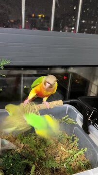 parrot in a cage