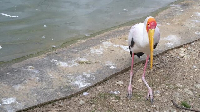 yellow billed stork resting by the pond, white bird hock sitting in the park